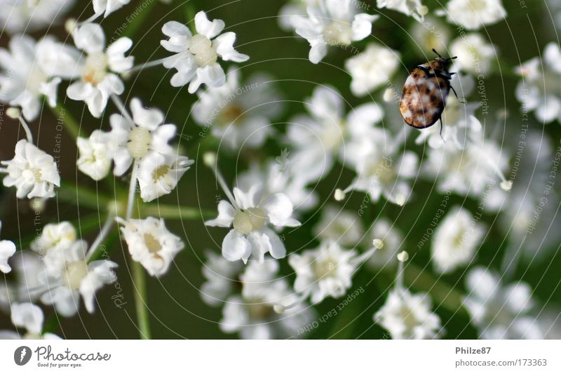 Swarmless Colour photo Exterior shot Day Shallow depth of field Nature Plant Flower Blossom Foliage plant Wild plant Animal Wild animal Beetle 1 Touch