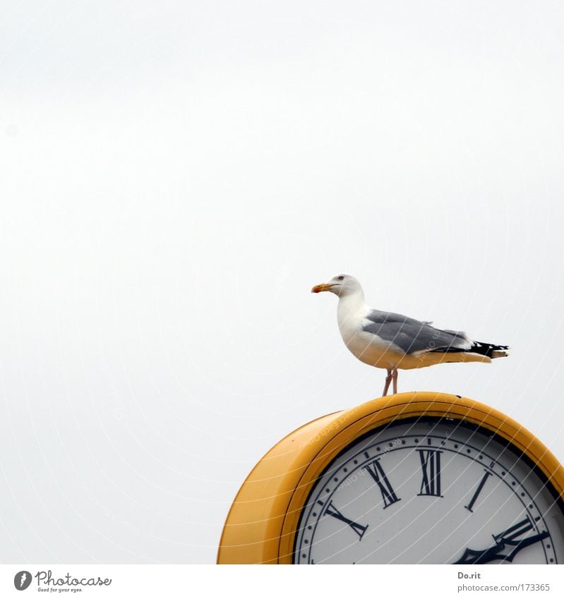 [KI09.1] 14:11 sharp. Time machine Measuring instrument Clock Air Sky Beach Baltic Sea Animal Bird Seagull Sit Wait Yellow Gray White Clock hand Feather