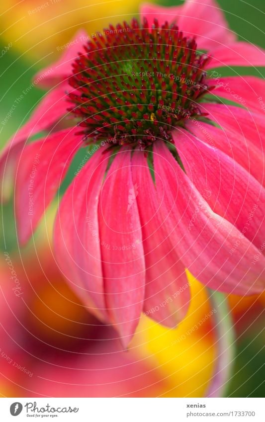 Macro shot of a blossom of red coneflower in front of a colourful background Rudbeckia Garden Summer Autumn Flower Medicinal plant Echinacea purpurae Outer leaf