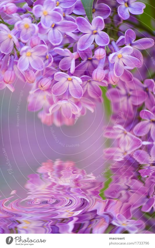 lilac Lilac Violet Blossoming Flower Plant Nature Natural Close-up Water Waves Wellness Summer Spring Detail