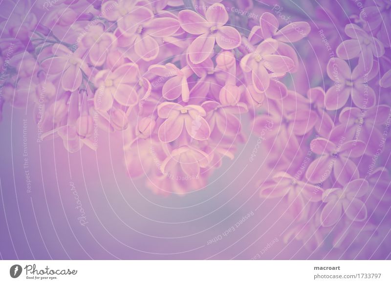 lilac Lilac Violet purple Blossom Flower Blossoming Summer Spring Plant Nature Natural Wellness Close-up Detail