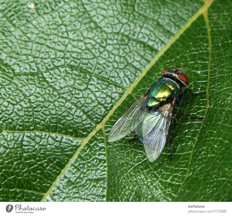 I'll throw myself away! :mrgreen: Nature Plant Ivy Leaf Foliage plant Wild plant Joie de vivre (Vitality) Bravery Self-confident Fly Blowfly Insect Dazzling