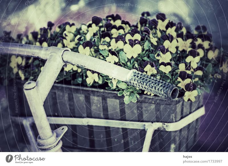 Bicycle with flower box in retro style Beautiful Decoration Flower Old Friendliness Retro Trashy Blue Romance Nostalgia Past Window box Pansy Still Life colored