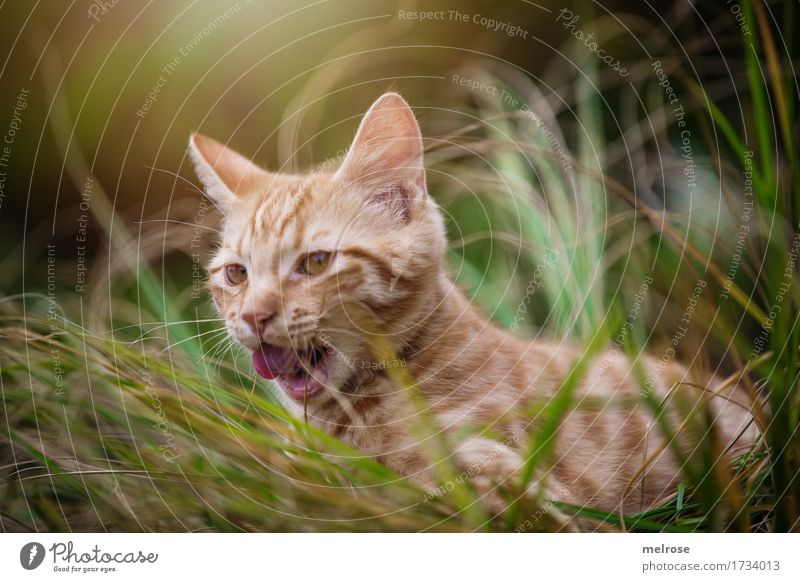 on the hunt ... Animal Pet Cat Animal face Pelt Cat's tongue Cat's ears Snout 1 Baby animal Lick Tongue Light (Natural Phenomenon) Shaft of light tall grass