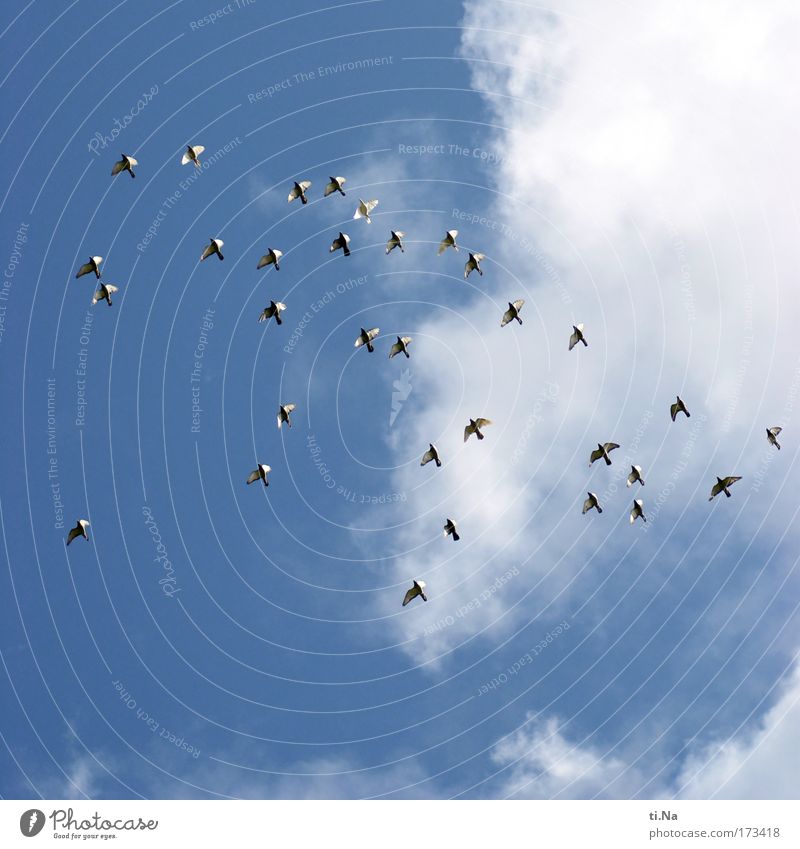 40 (32) Pigeons Exterior shot Copy Space top Copy Space bottom Day Motion blur Worm's-eye view pigeon breeding Nature Sky Summer Beautiful weather Animal