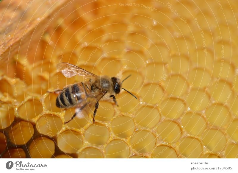 diligent house builder a Buckfast honey bee on a honeycomb Environment Nature Animal Farm animal Bee Insect Honeycomb Honey-comb Beehive Bee-keeping