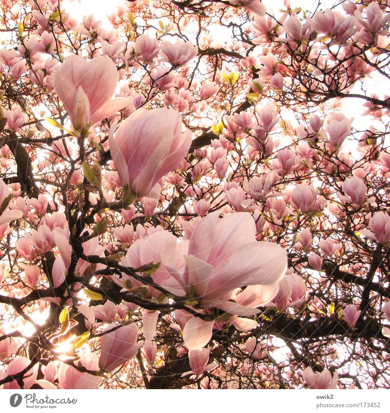 Brothers, to the sun Colour photo Exterior shot Detail Deserted Morning Sunlight Environment Nature Plant Tree Blossom Exotic Magnolia tree Magnolia plants