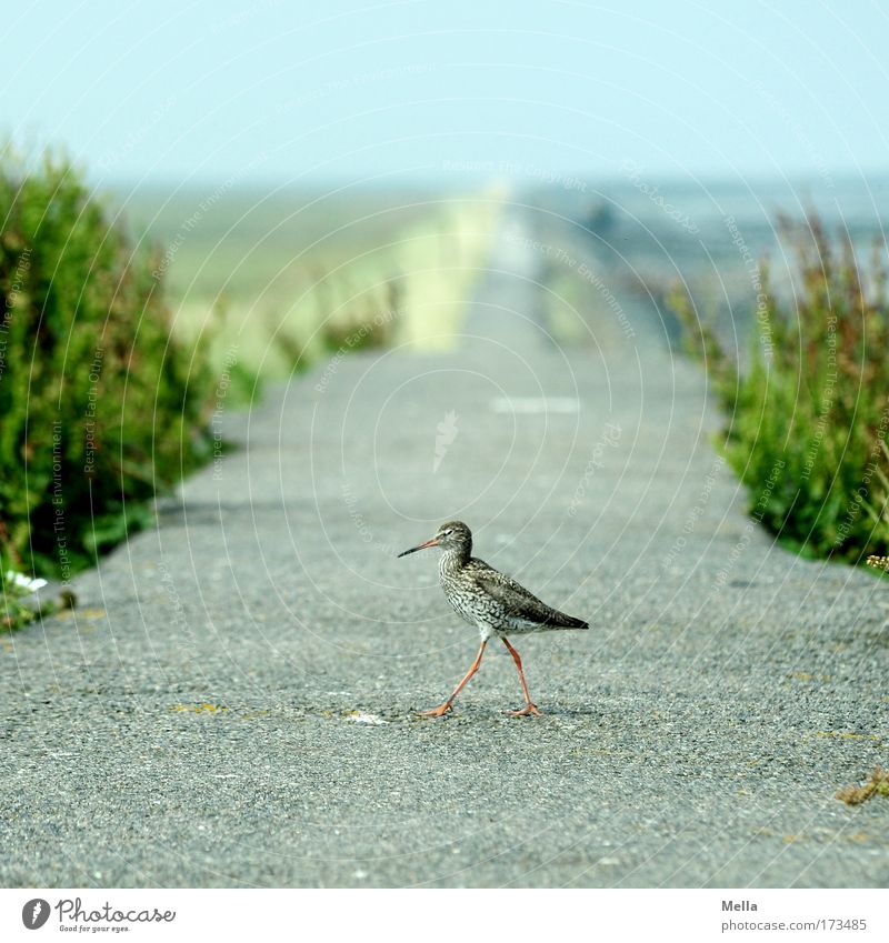 Left two, three, four Nature Animal Spring Summer Coast North Sea Dam Lanes & trails Wild animal Bird Oyster catcher Young bird Black-winged stilt 1 Baby animal