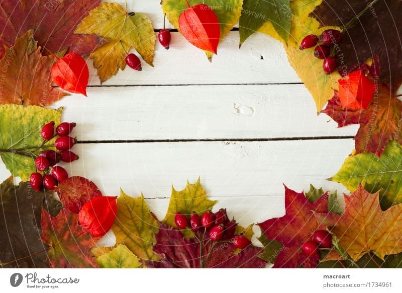 autumn Autumn leaves Autumnal Maple leaf Lime leaf Rose hip Fruit Physalis lamion fruit Chinese lantern flower Orange Norway maple Colour Multicoloured