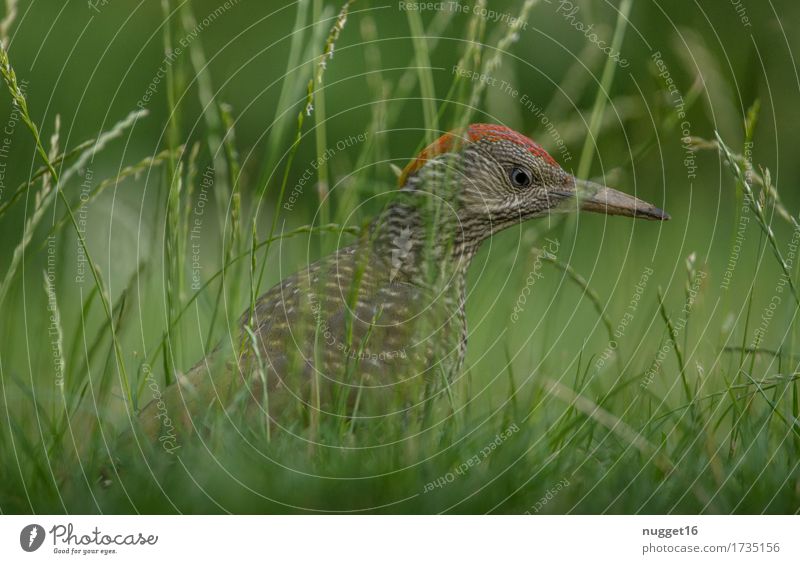 Green Woodpecker Nature Animal Spring Summer Grass Meadow Wild animal Bird Wing Green woodpecker 1 Flying To feed Hunting Exceptional Curiosity Brown Gray Red