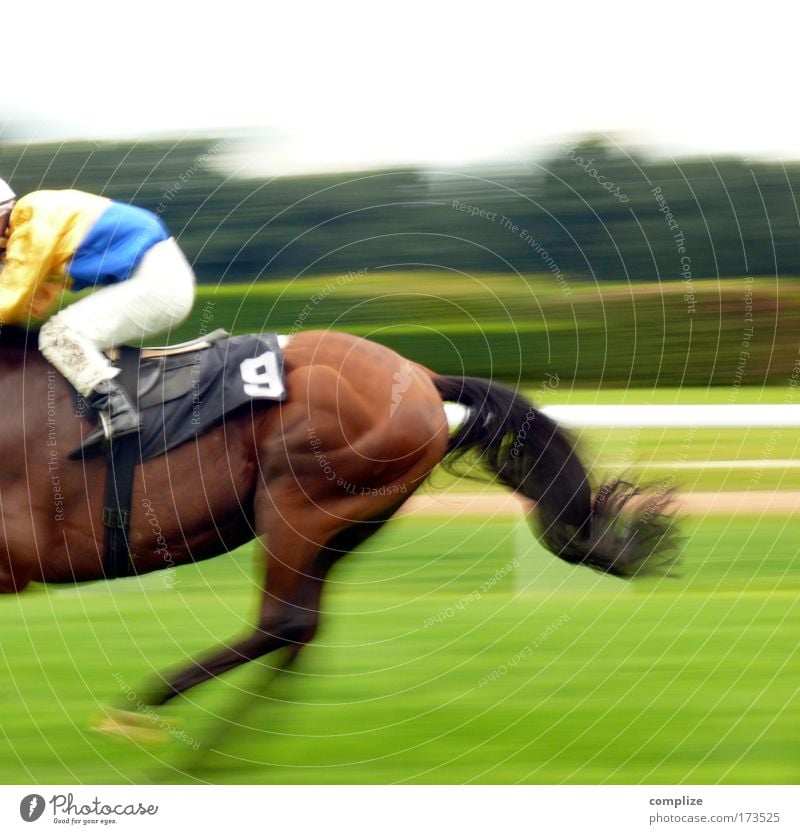 bonanza Equestrian sports Meadow Field Animal Horse 1 Risk Bet Horseracing Sporting event Success Speed Target final spurt Racecourse finish sprint 9