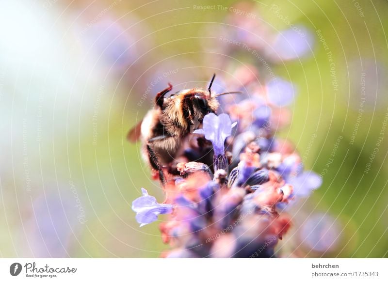 Greetings:) Nature Plant Animal Summer Beautiful weather Flower Leaf Blossom Lavender Garden Park Meadow Wild animal Bee Animal face Wing 1 Blossoming Fragrance