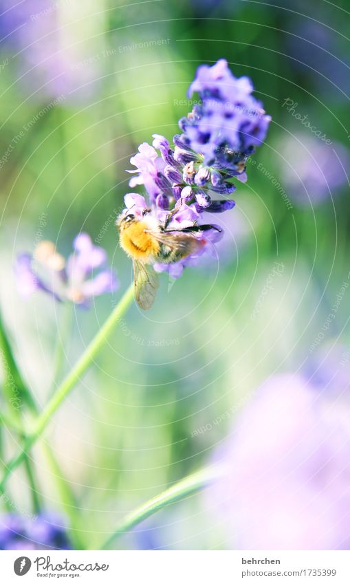 tender attempt Nature Plant Animal Summer Beautiful weather Flower Grass Leaf Blossom Lavender Garden Park Meadow Wild animal Bee Animal face Wing 1 Blossoming