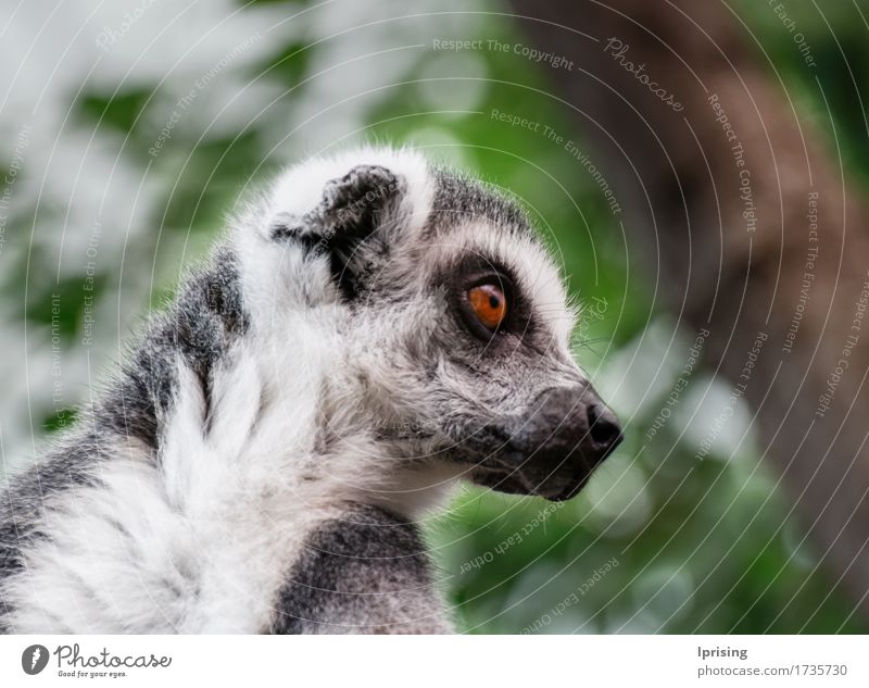 Lemur Animal Wild animal Animal face 1 Observe Red Caution Curiosity Concern Concentrate alert big dominant color dominant colour eyes furry Mammal Tense