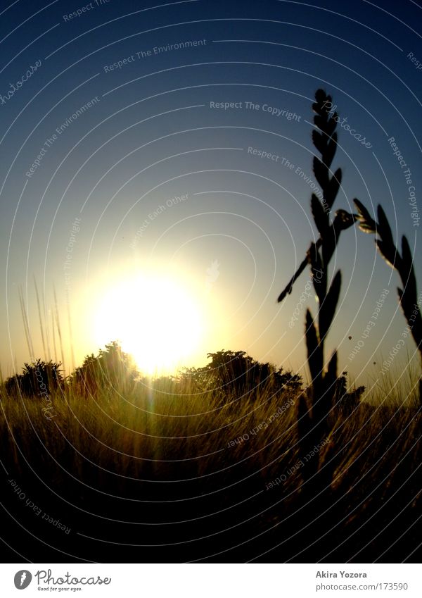 Towards the sun II Colour photo Exterior shot Deserted Copy Space left Evening Twilight Light Shadow Contrast Silhouette Sunlight Sunbeam Sunrise Sunset