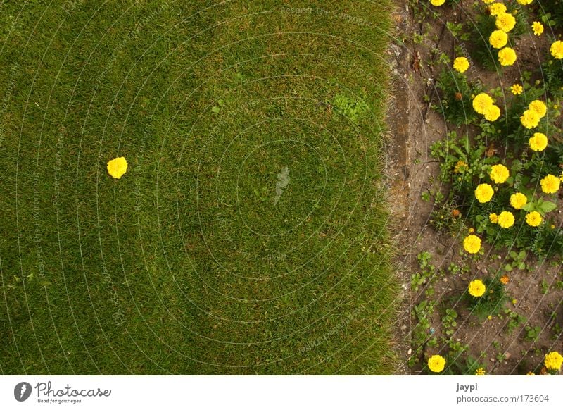 loner Colour photo Exterior shot Deserted Copy Space left Copy Space top Copy Space bottom Copy Space middle Day Bird's-eye view Long shot Nature Plant Summer