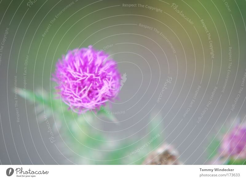 Thistle with a difference Deep depth of field Environment Nature Plant Spring Summer Flower Blossom Wild plant Meadow Blossoming Illuminate Beautiful Violet