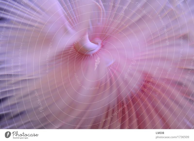 Featherworm II Environment Nature Animal Coast Bay Reef Coral reef Ocean Aquarium Pink Rotated Whorl Spiral Fine Pennate Delicate Colour photo Close-up Detail