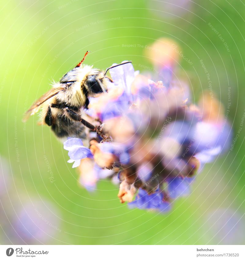 summer move Nature Plant Animal Summer Flower Leaf Blossom Lavender Garden Park Meadow Wild animal Bee Animal face Wing 1 Blossoming Fragrance Flying To feed