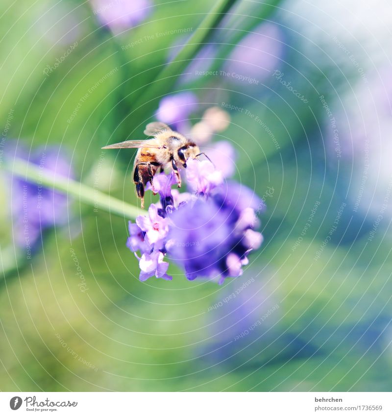 Sound color of summer. Nature Plant Animal Summer Beautiful weather Flower Leaf Blossom Lavender Garden Park Meadow Wild animal Bee Animal face Wing 1