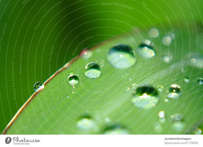 ball round raindrops ..... Colour photo Exterior shot Deserted Day Flash photo Drops of water Summer Rain Plant Grass Leaf Foliage plant Common Reed Wet Green