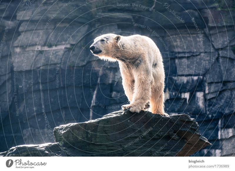 A bath in the morning II Animal Wild animal Polar Bear 1 Looking Stand Large Strong Blue Gray White Might Power Pride Colour photo Subdued colour Exterior shot