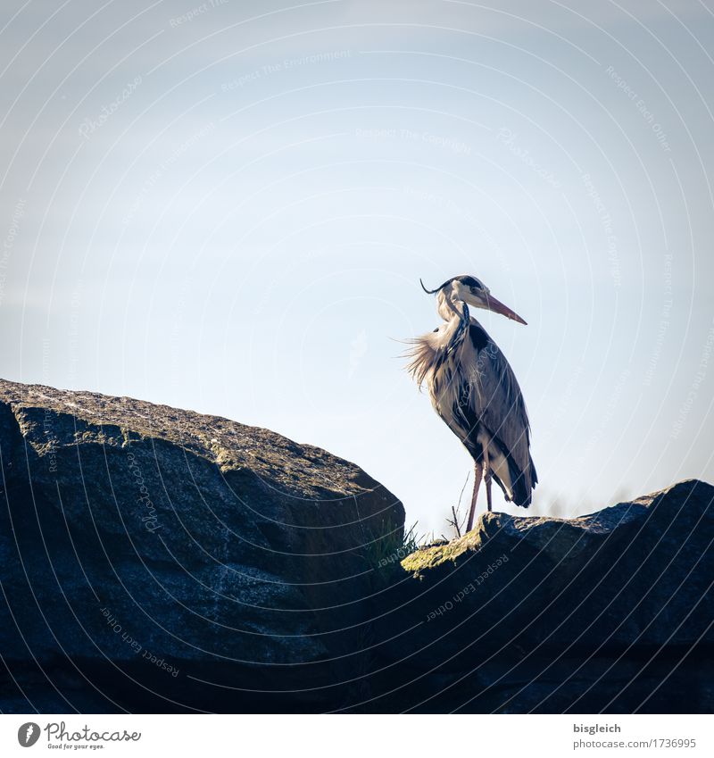 shoulder look Animal Bird Heron Grey heron 1 Looking Stand Blue Gray Attentive Watchfulness Patient Calm Colour photo Subdued colour Exterior shot Deserted