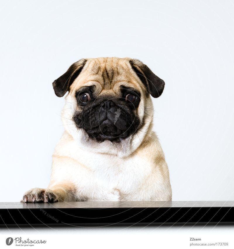 PAUL Colour photo Interior shot Flash photo Looking into the camera Pet Dog Crouch Cool (slang) Brash Hideous Beautiful Pug Speaker Lectern Paw Stand Sadness