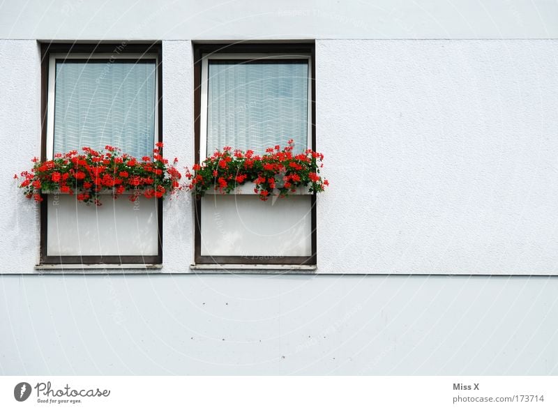 hello neighbour Living or residing House (Residential Structure) Plant Flower Pot plant Wall (barrier) Wall (building) Window Simple Gloomy White Boredom