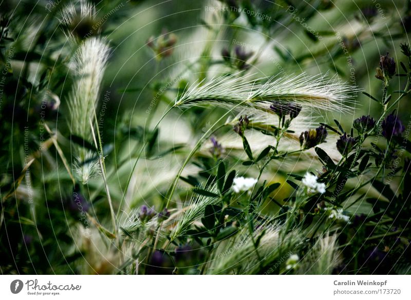 Hay fever IX. Colour photo Exterior shot Close-up Abstract Pattern Structures and shapes Deserted Copy Space left Day Shadow Contrast Silhouette Sunlight Blur