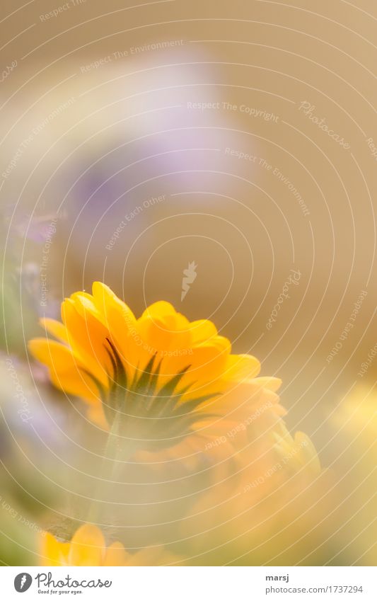 Underside with lace Well-being Calm Plant Flower Blossom Marigold Blossoming Illuminate Orange Spring fever Colour photo Multicoloured Close-up