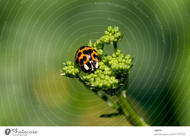Ladybird on parsley Colour photo Exterior shot Macro (Extreme close-up) Day Central perspective Animal portrait Beetle Warm-heartedness Love of animals Calm