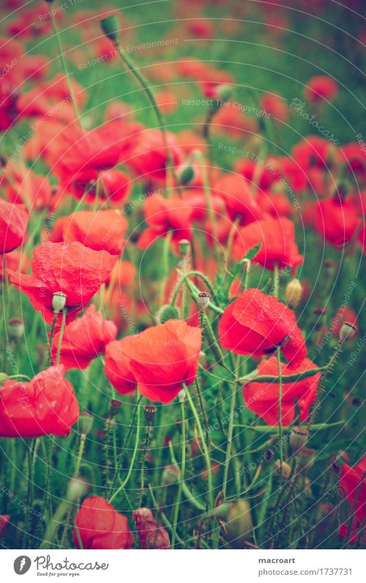 poppy field Poppy Corn poppy Red Flower Blossom Summer Green Nature Natural Close-up