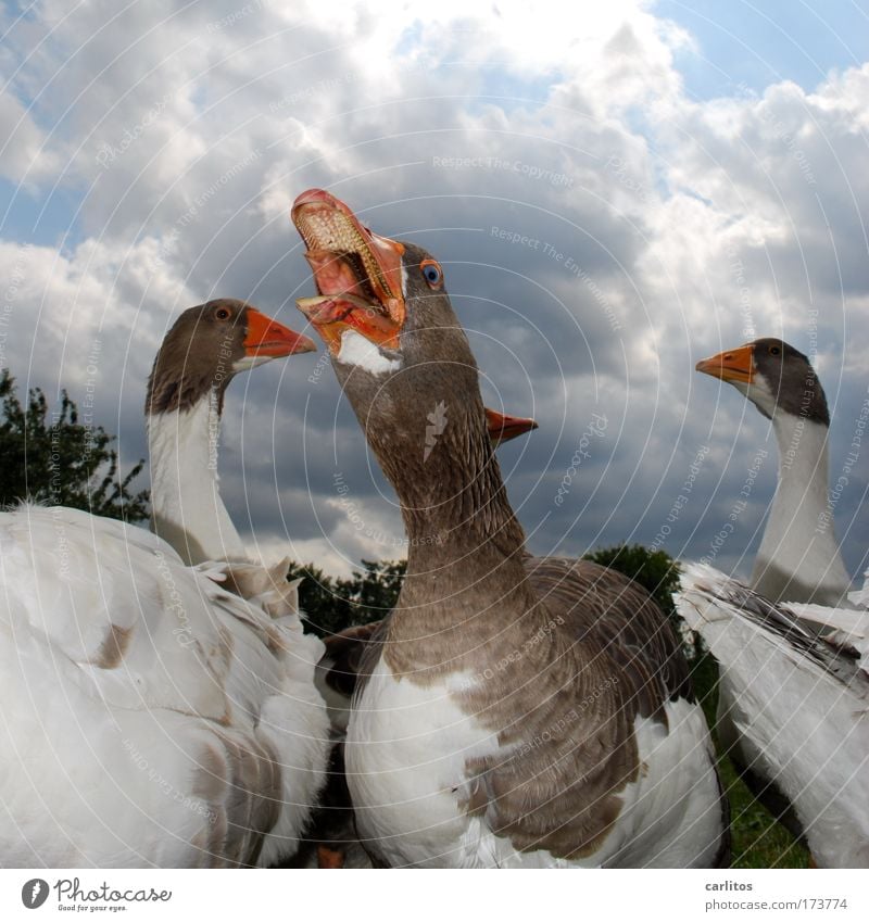 I've got a throat like this, my friend. Wide angle Animal portrait Meadow Village Pet Wing Goose Feather Poultry Group of animals Observe Looking Scream