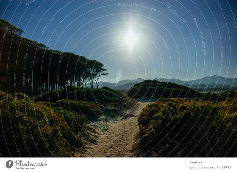 Panorama of a Sardinian countryside, path through bushes past group of trees with view of mountains and the sun Environment Nature Cloudless sky Sun Sunlight