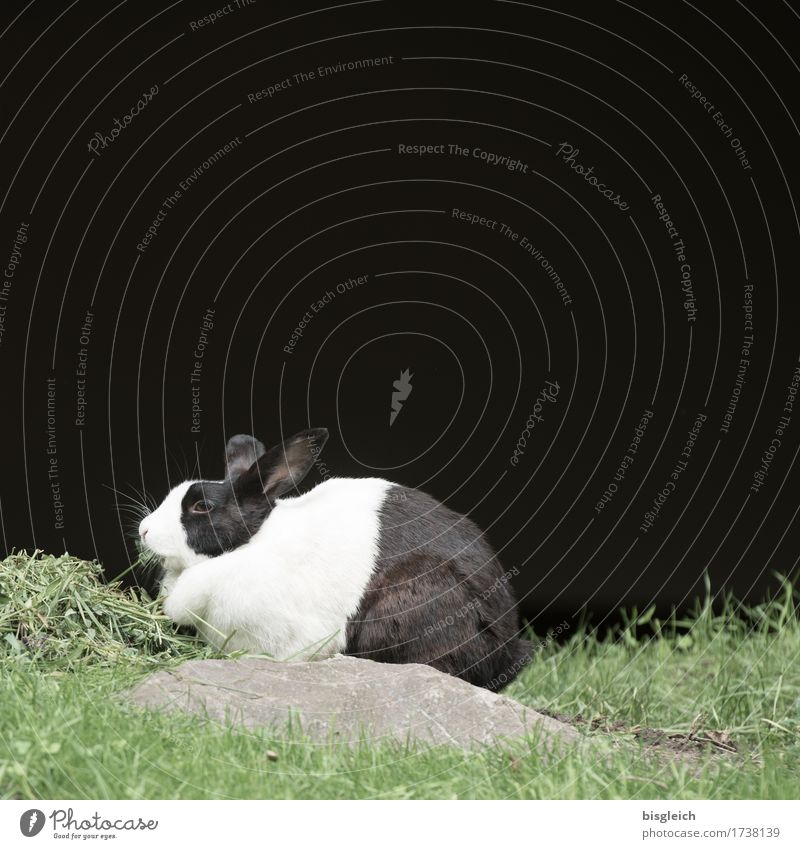 rabbit Meat Grass Animal Pet Pelt Hare & Rabbit & Bunny 1 To feed Looking Sit Green Black White Colour photo Subdued colour Exterior shot Deserted