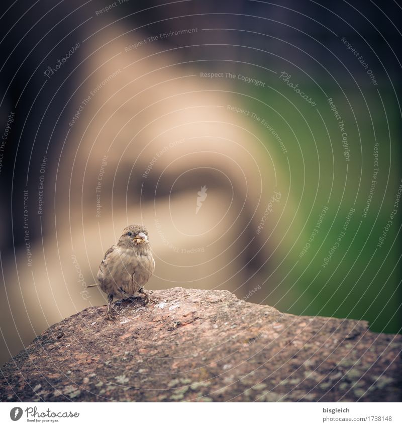 Another sparrow Animal Bird Sparrow 1 Looking Sit Small Brown Gray Green Colour photo Subdued colour Exterior shot Deserted Copy Space top Day