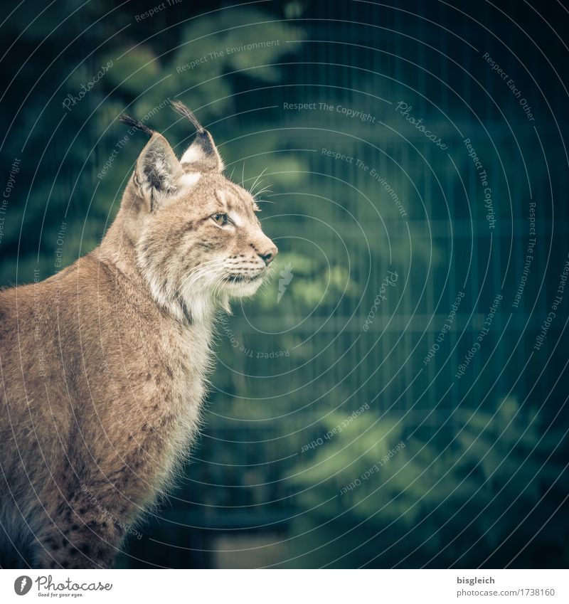 lynx Animal Wild animal Lynx 1 Looking Sit Brown Green Attentive Watchfulness Colour photo Subdued colour Exterior shot Copy Space right Day