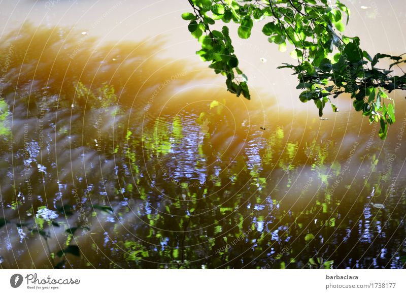 Vibration | Water vibrations Nature Sunlight Wind Plant Tree Leaf Pond Lake Illuminate Blue Green Moody Movement Bizarre Climate Environment Colour photo