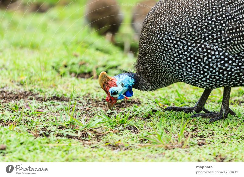 Helmeted Guineafowl Eating Vacation & Travel Tourism Environment Nature Plant Grass Meadow Animal Wild animal Animal face guinea fowl 1 Group of animals To feed