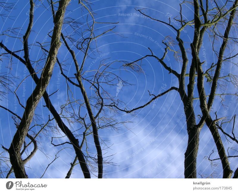 deciduous lot Colour photo Exterior shot Deserted Copy Space bottom Day Nature Plant Sky Clouds Tree Blue Brown White Branchage Twigs and branches clear cutting