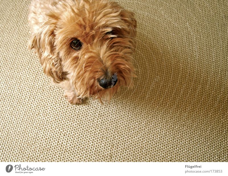 Just look sweet, maybe it'll work out. Animal Pet Dog 1 Calm Beg snub nose Puppydog eyes Sweet rough-haired dachshund Ear Curiosity Carpet Beige Button eyes