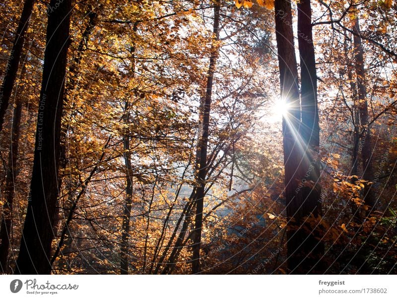 Breaking through 1 Harmonious Contentment Relaxation Calm Leisure and hobbies Freedom Summer Sun Hiking Environment Nature Landscape Sunlight Autumn Tree Forest