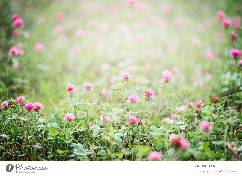 Field with flowering clover Summer Environment Nature Landscape Plant Beautiful weather Flower Leaf Blossom Wild plant Meadow Pink Design Clover Clover blossom