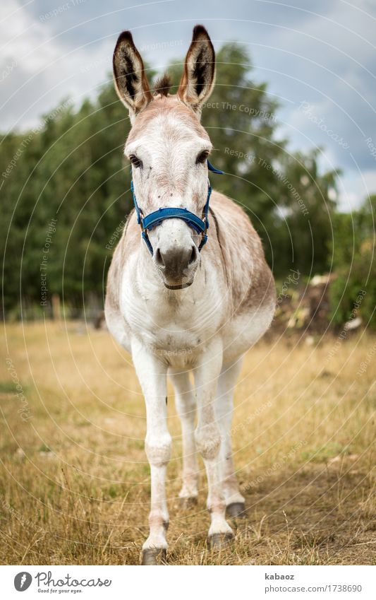 ass Animal Farm animal Donkey 1 Going Brash Cute Contentment Bravery Willpower Trust Timidity Adventure Colour photo Exterior shot Copy Space left