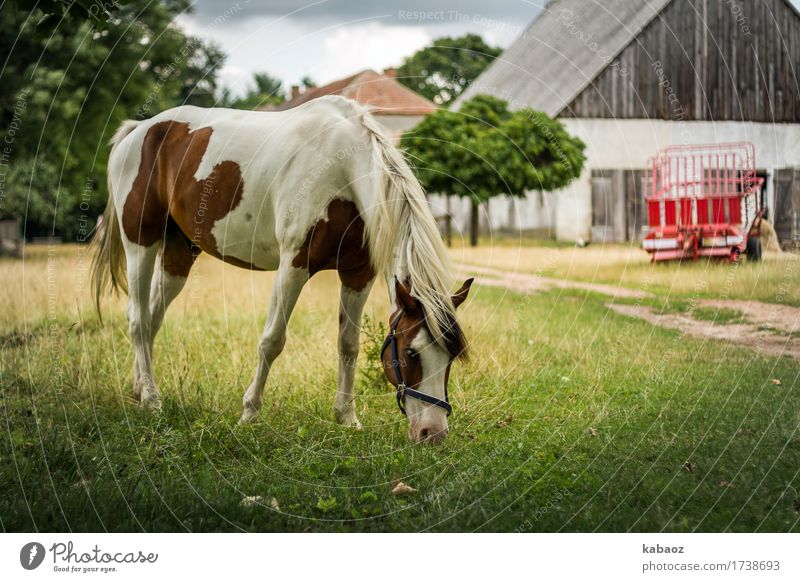 country life Nature Animal Farm animal Horse 1 Feeding To enjoy Brown Green Red Happy Contentment Love of animals Serene Calm Relaxation Colour photo