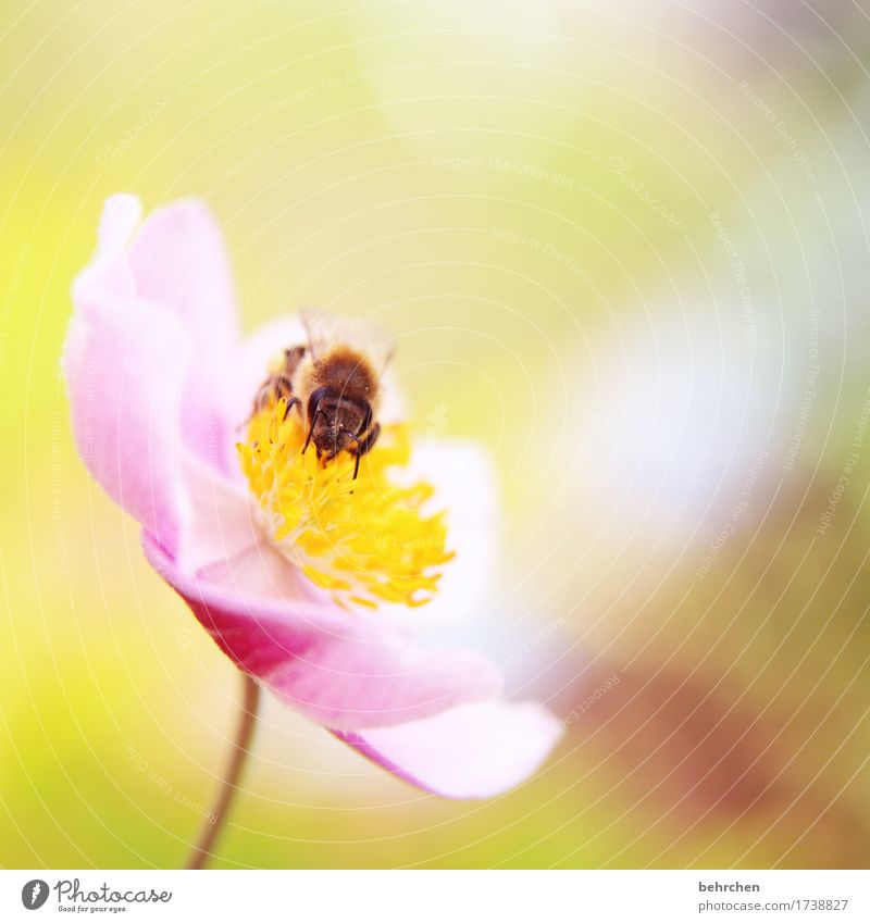 monk on Nature Plant Animal Summer Beautiful weather Flower Leaf Blossom Chinese Anemone Garden Park Meadow Wild animal Bee Animal face Wing 1 Blossoming
