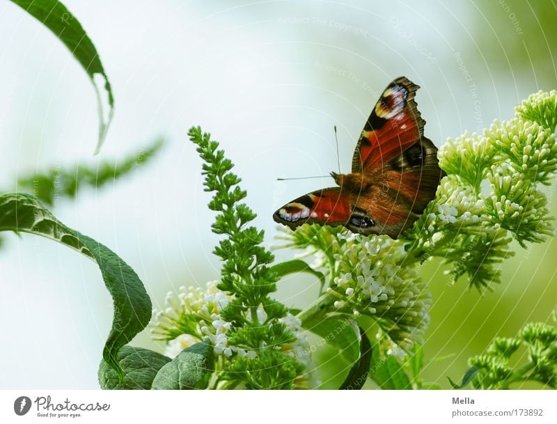 butterflies Environment Plant Animal Spring Summer Bushes Buddleja Park Butterfly Peacock butterfly 1 Sit Free Friendliness Beautiful Natural Green Moody