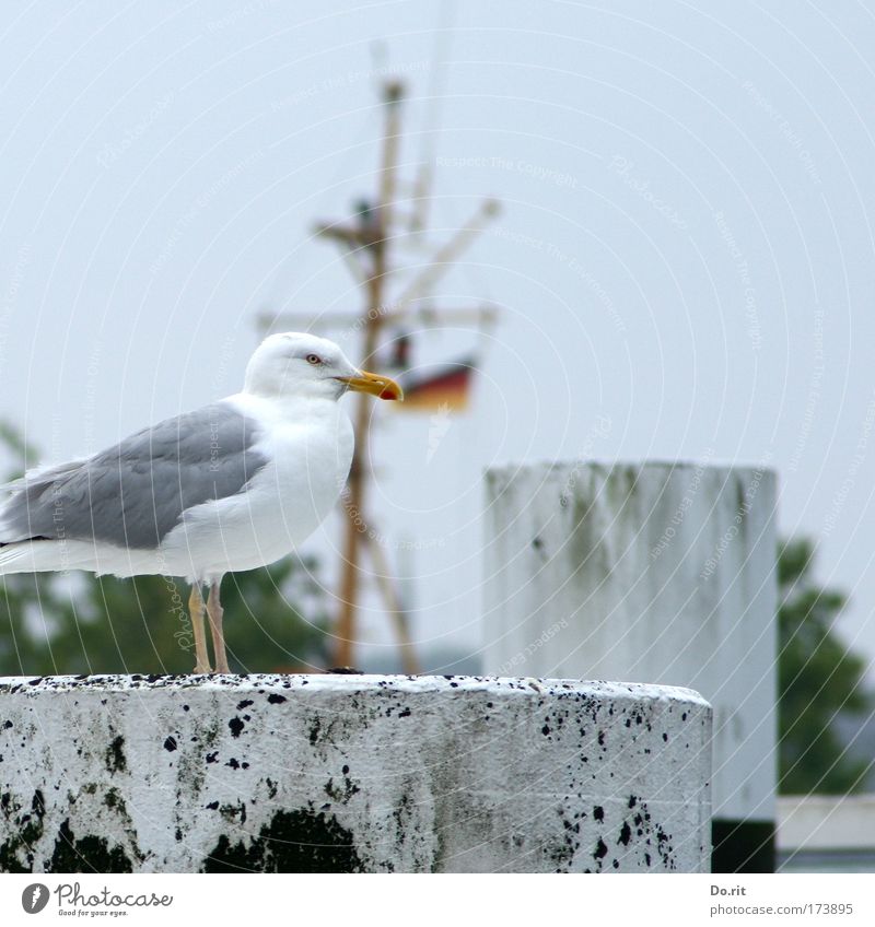 [AI09.1] Happy birthday, ces! Animal Bird Sit Seagull Bollard Mast Baltic Sea Colour photo Exterior shot