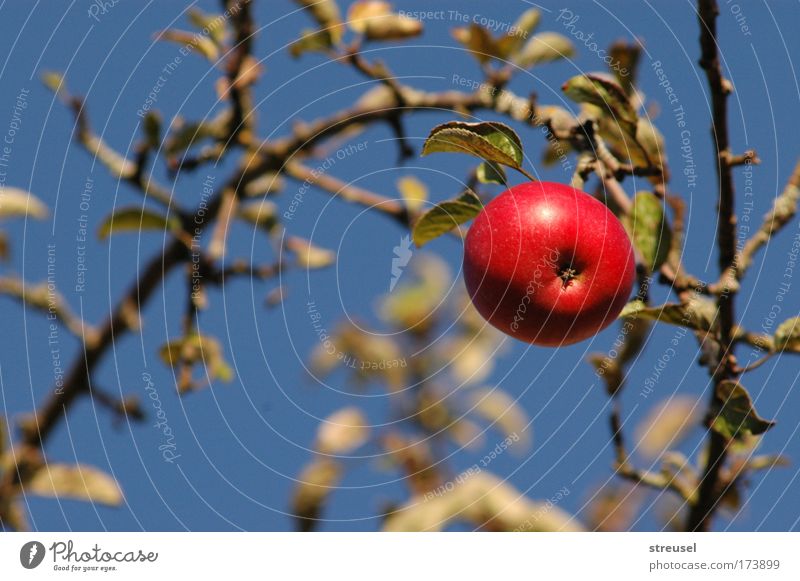 gorgeous apple Food Fruit Apple Nutrition Organic produce Vegetarian diet Healthy Life Contentment Garden Nature Cloudless sky Sunlight Summer Plant Tree